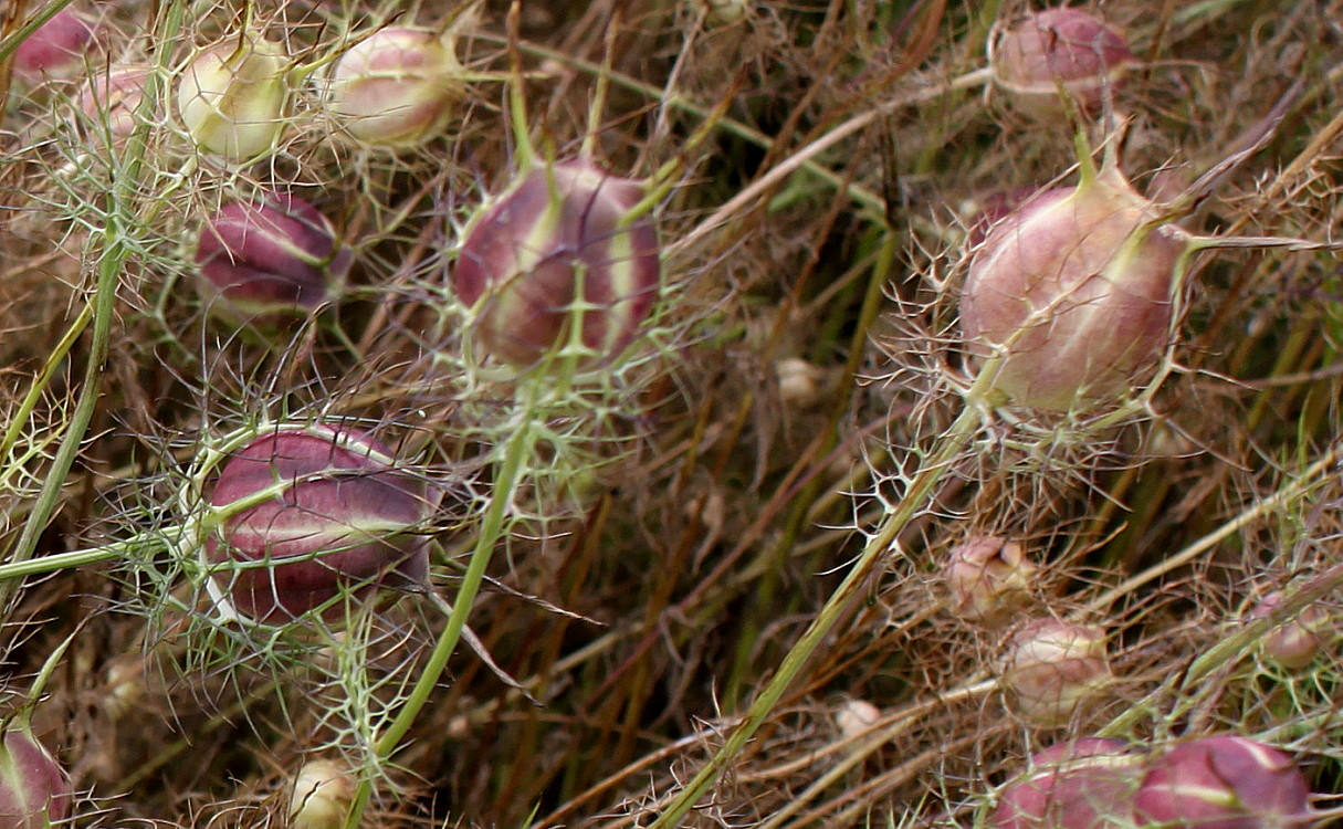 Image of Nigella damascena specimen.