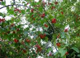 Malus prunifolia. Ветви с соплодиями. Австрия, Вена, парк Зигмунд-Фройд. 10.09.2012.
