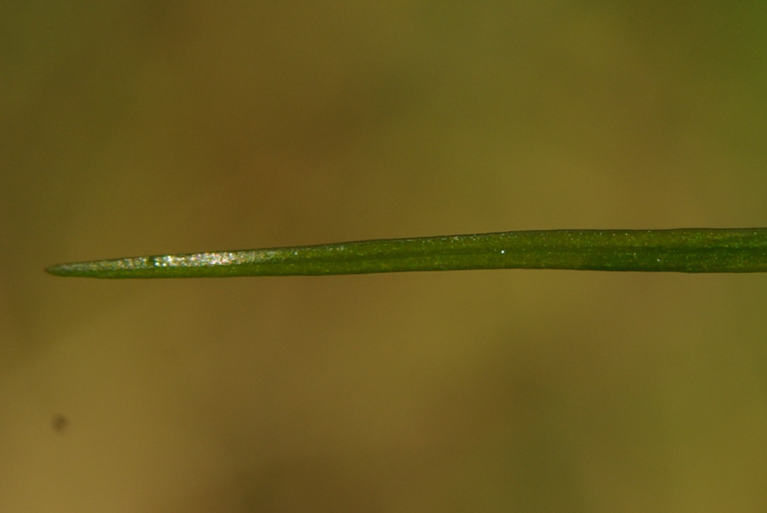 Изображение особи Zannichellia pedunculata.