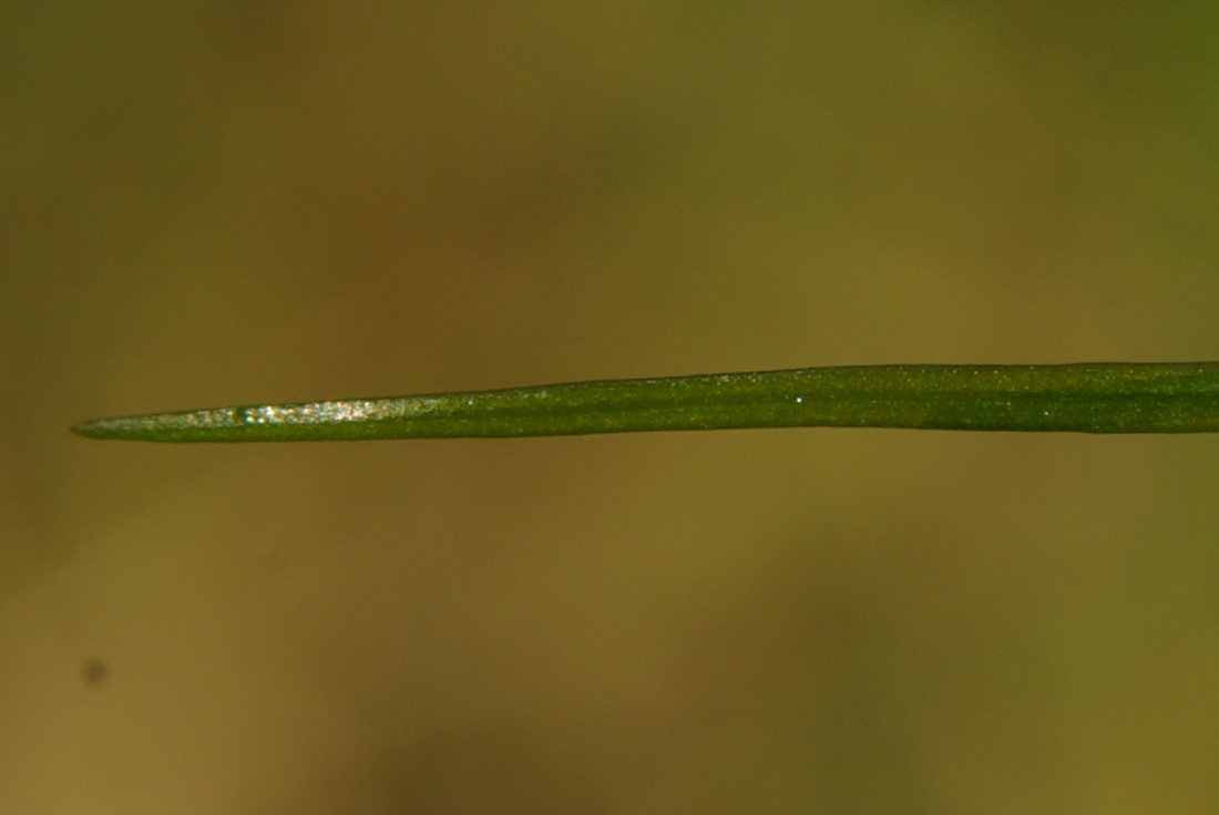 Image of Zannichellia pedunculata specimen.