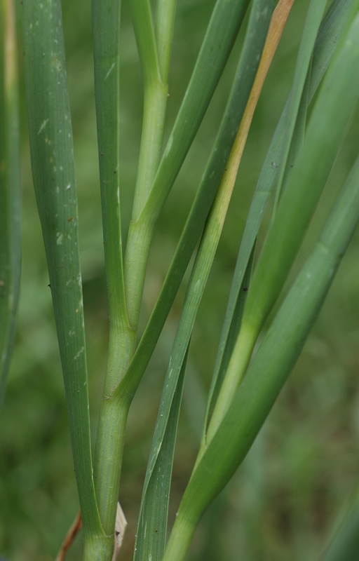 Image of Allium petraeum specimen.