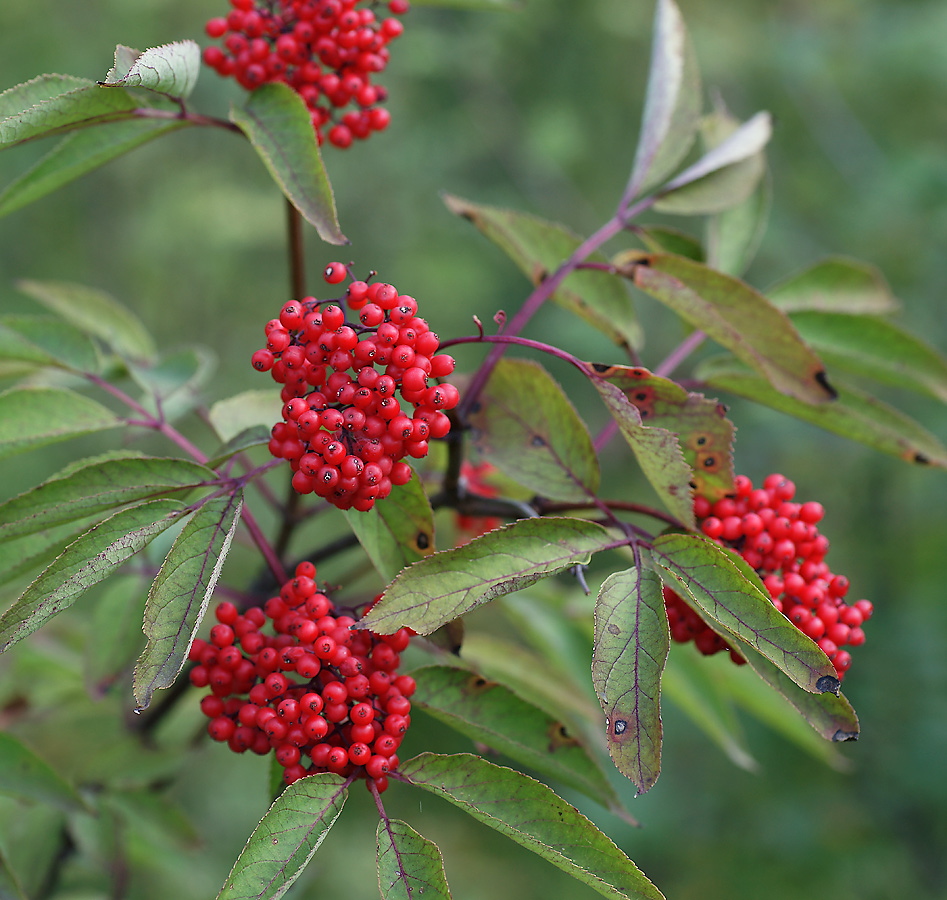Image of Sambucus racemosa specimen.