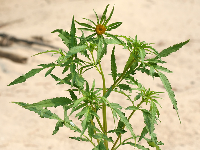 Изображение особи Bidens radiata.