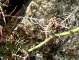 Scorzonera laciniata. Средняя часть растения. Испания, Каталония, Жирона, Тосса-де-Мар, крепость Вила-Велья. 24.06.2012.