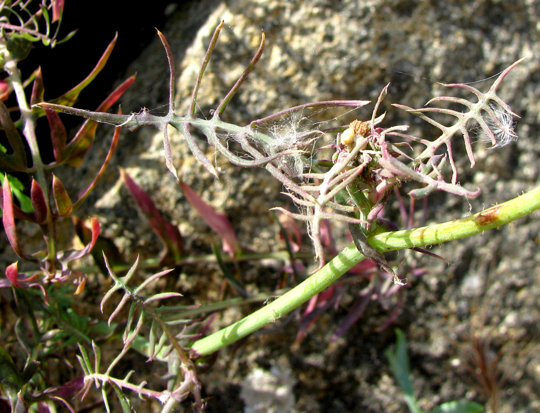 Image of Scorzonera laciniata specimen.