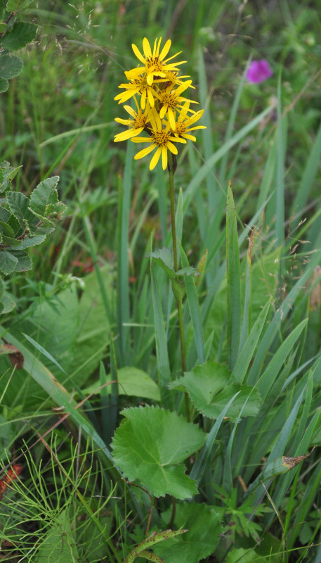 Изображение особи Ligularia calthifolia.