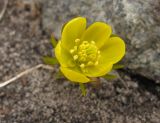 Eranthis cilicica