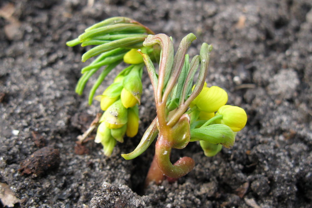 Изображение особи Gymnospermium odessanum.