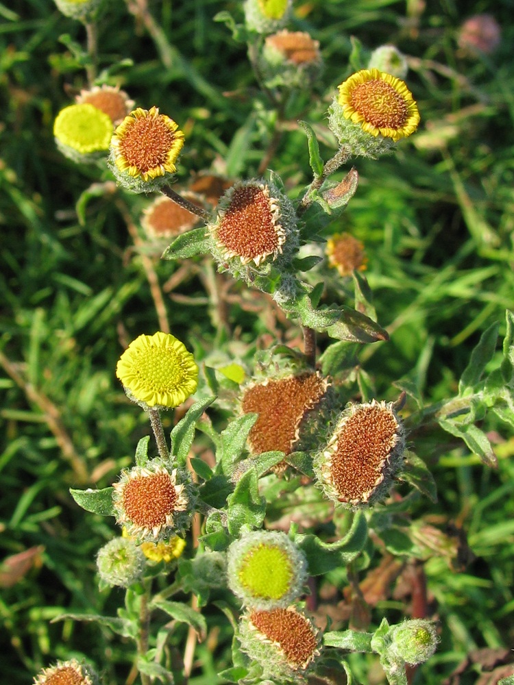 Image of Pulicaria vulgaris specimen.