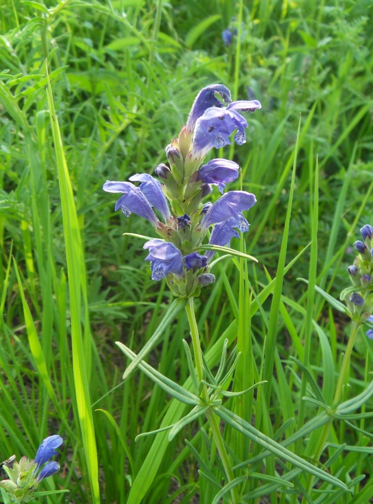 Изображение особи Dracocephalum ruyschiana.