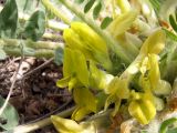 genus Astragalus