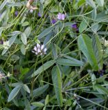 Psoralea bituminosa