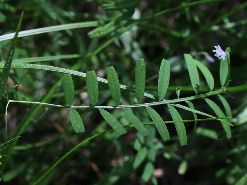 Image of Vicia hirsuta specimen.