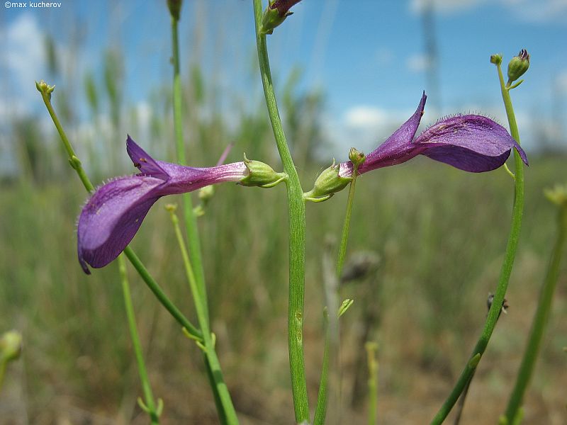 Изображение особи Dodartia orientalis.