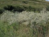 Eryngium campestre