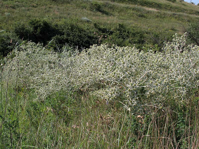 Изображение особи Eryngium campestre.