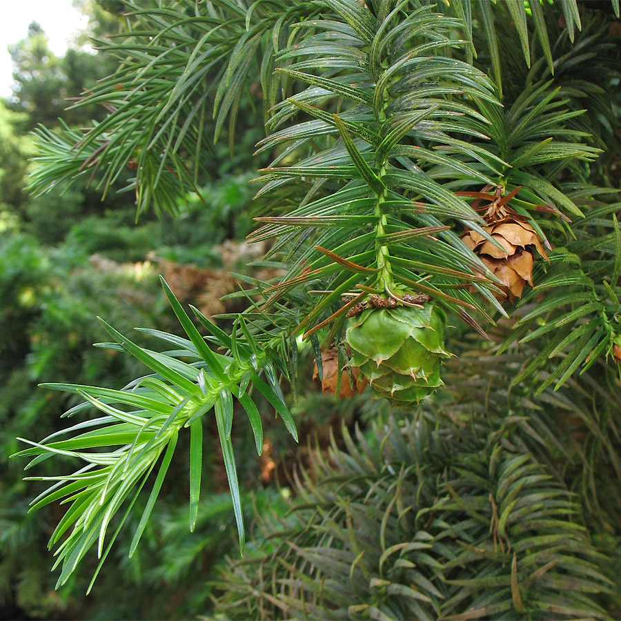 Изображение особи Cunninghamia lanceolata.