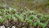 Astragalus arnacanthoides