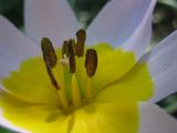 Tulipa saxatilis
