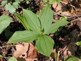 Paris quadrifolia