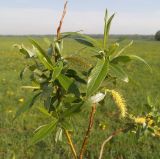 Salix &times; meyeriana