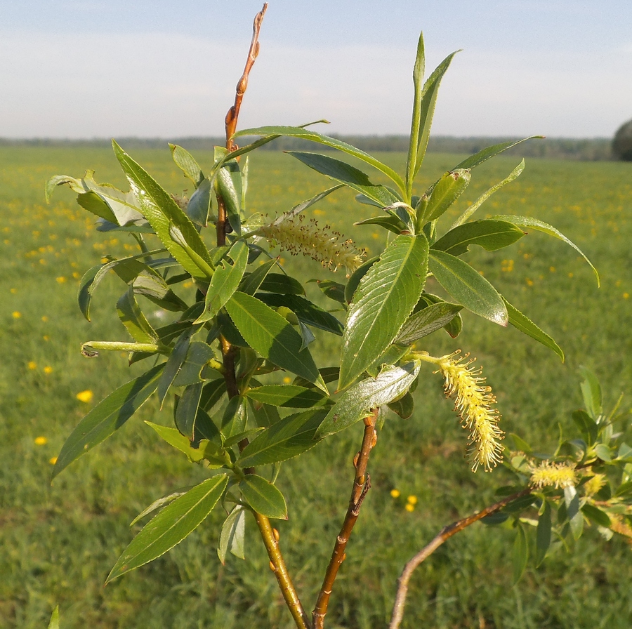 Изображение особи Salix × meyeriana.
