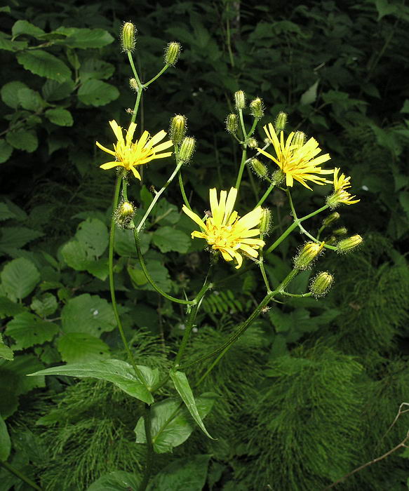 Изображение особи Crepis paludosa.