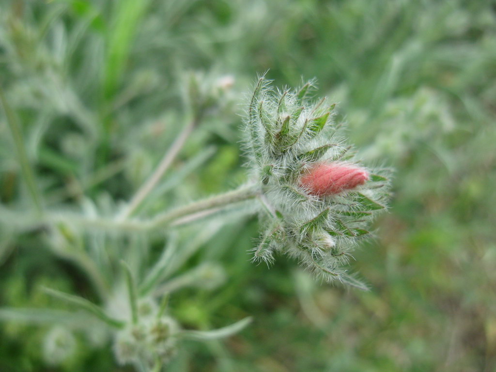 Image of Convolvulus cantabrica specimen.