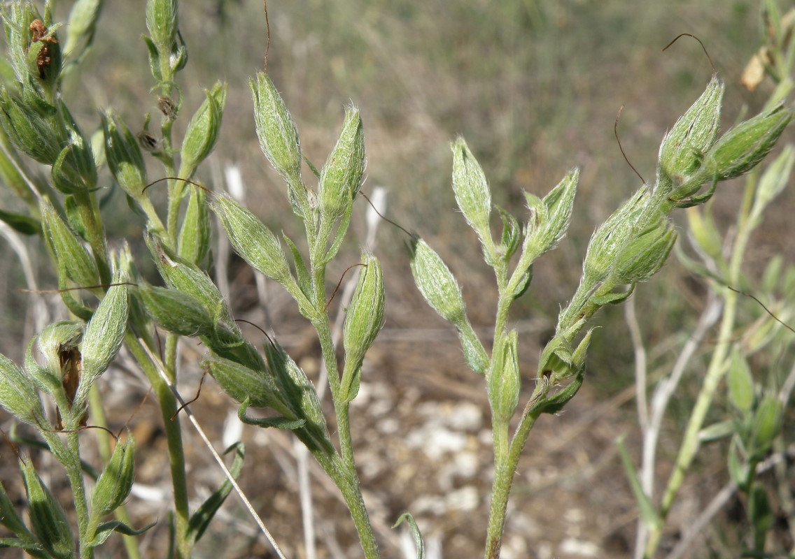 Image of Onosma tanaitica specimen.