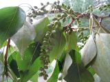 Populus balsamifera