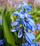Scilla siberica. Цветки и верхушки листьев. Приморский край, Уссурийский р-н, с. Горнотаёжное, в культуре. 05.05.2013.