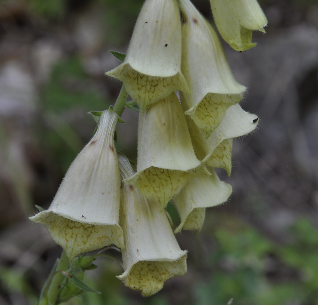 Изображение особи Digitalis grandiflora.