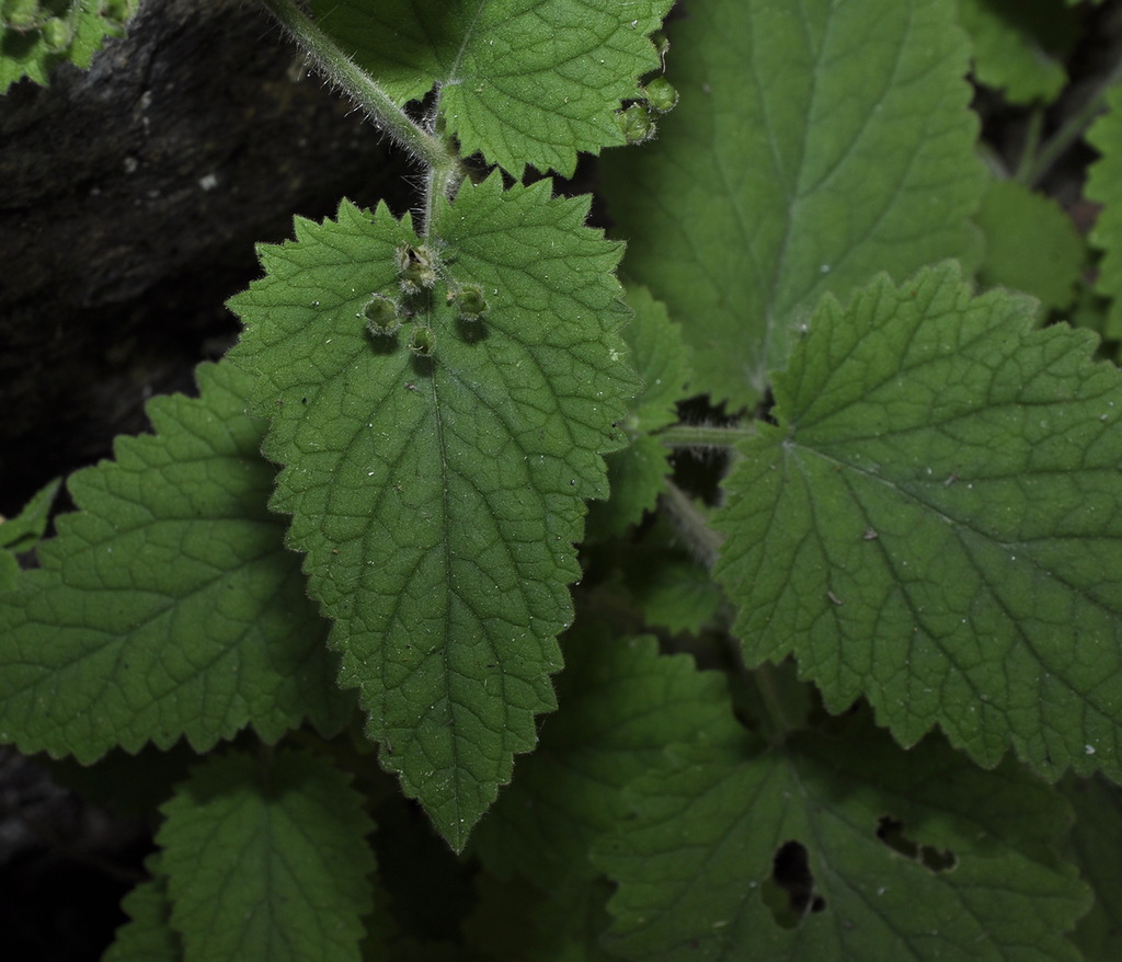 Image of genus Scrophularia specimen.