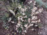 Silene spergulifolia