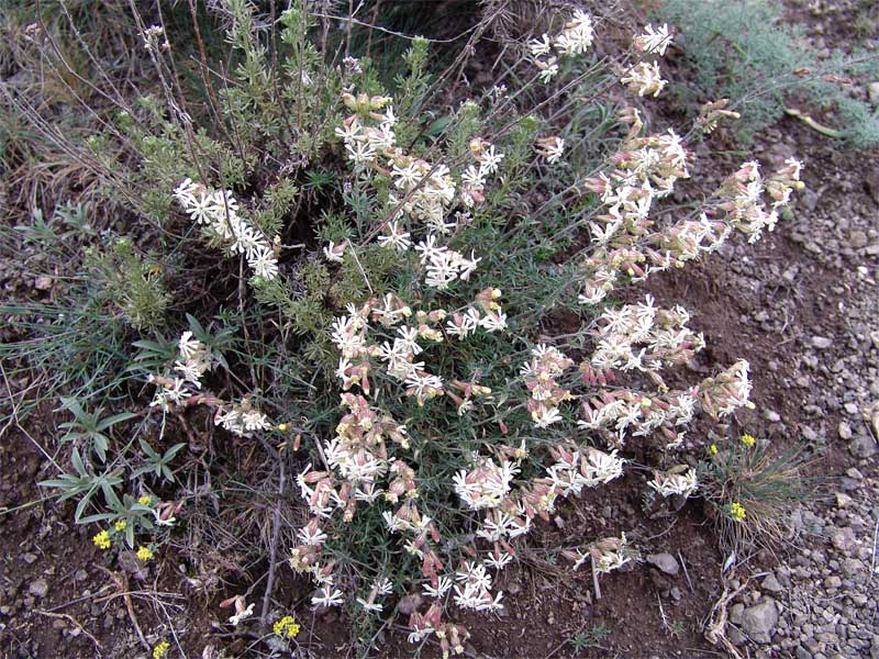 Image of Silene spergulifolia specimen.