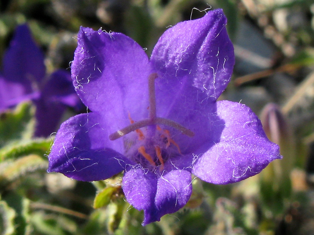 Image of Campanula komarovii specimen.