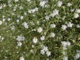 Stellaria dichotoma