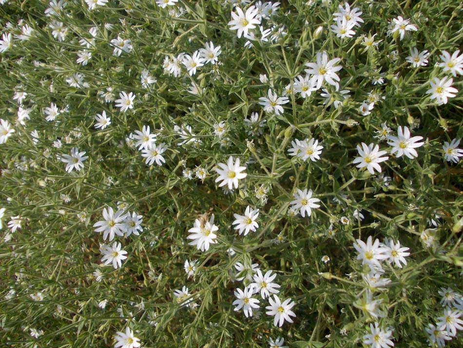 Image of Stellaria dichotoma specimen.