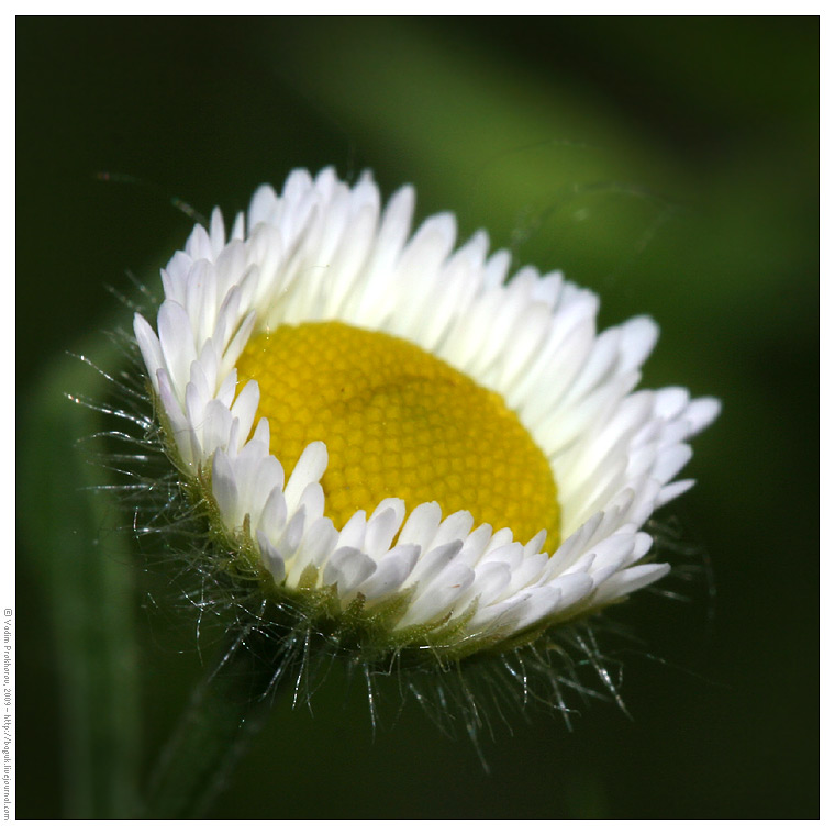 Image of Erigeron annuus specimen.