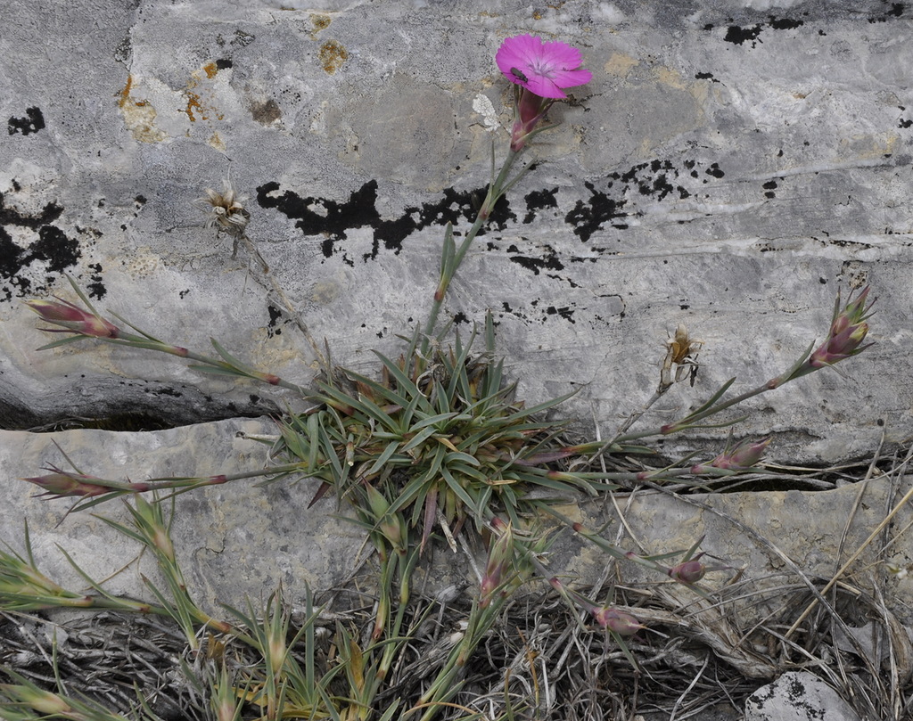 Изображение особи Dianthus haematocalyx.