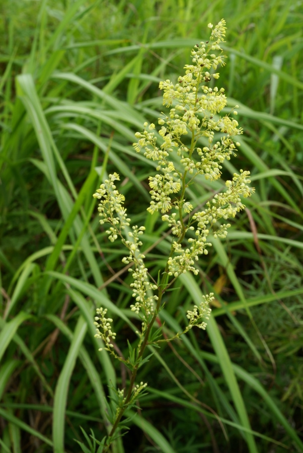 Image of Thalictrum amurense specimen.