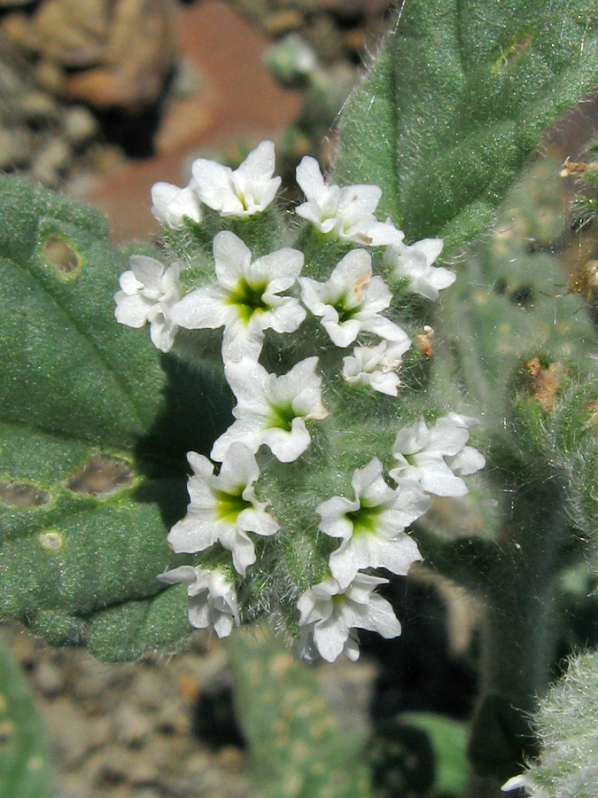 Изображение особи Heliotropium europaeum.