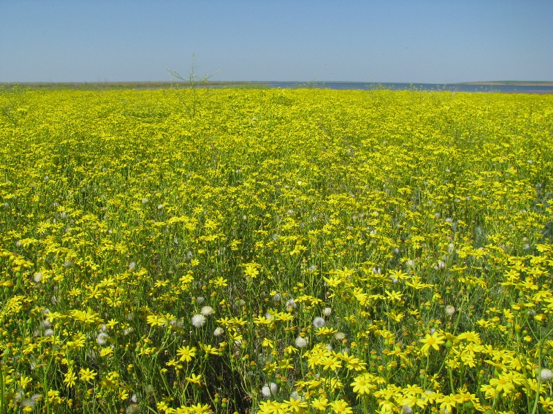 Изображение особи Senecio noeanus.
