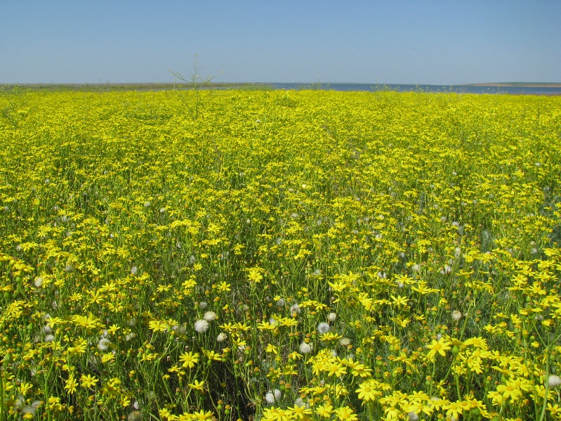 Изображение особи Senecio noeanus.