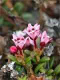 Loiseleuria procumbens. Цветки. Кольский п-ов, Хибины, подножие у южного склона массива Кукисвумчорр. 18.06.2013.