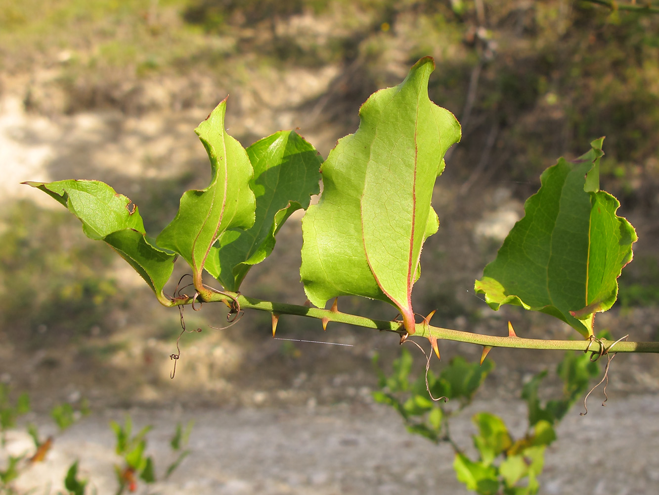 Image of Smilax excelsa specimen.