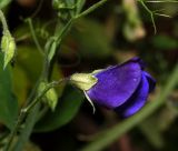 Lathyrus odoratus. Цветок (культивар \"Восхитительный водопад\"). Московская обл., Раменский р-н, окр. дер. Хрипань, садовый участок. 17.08.2013.