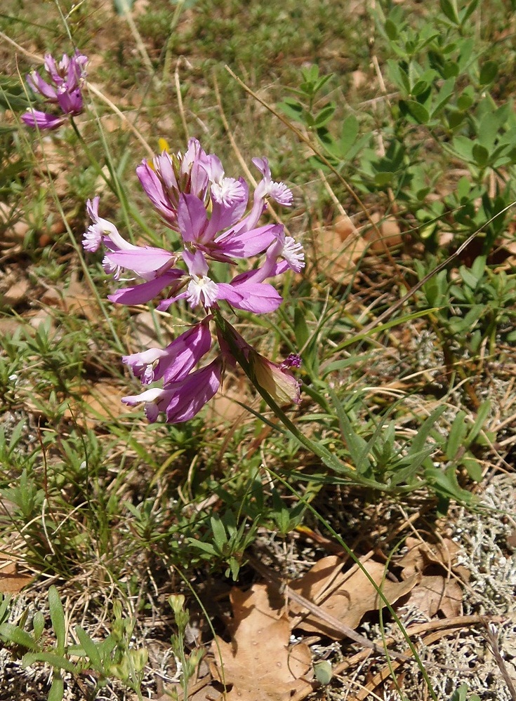 Изображение особи Polygala major.