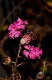 Lagerstroemia indica. Верхушка соцветия с отцветающим цветком и завязавшимися плодами. Израиль, Шарон, пос. Кфар Шмариягу, в культуре. 20.10.2013.