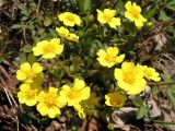Potentilla fragarioides